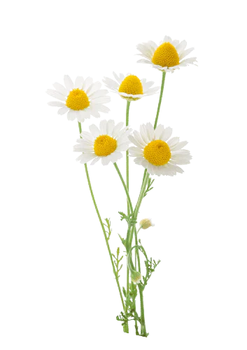 Chamomile