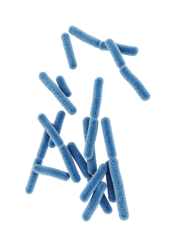 Bacillus coagulans MTCC 5856