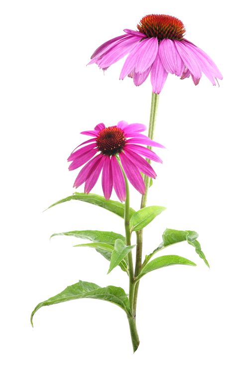 Echinacea