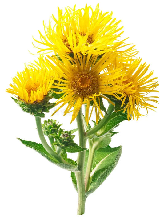 Elecampane